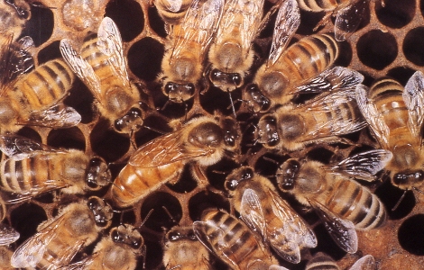 Buckfast Queen Bee
